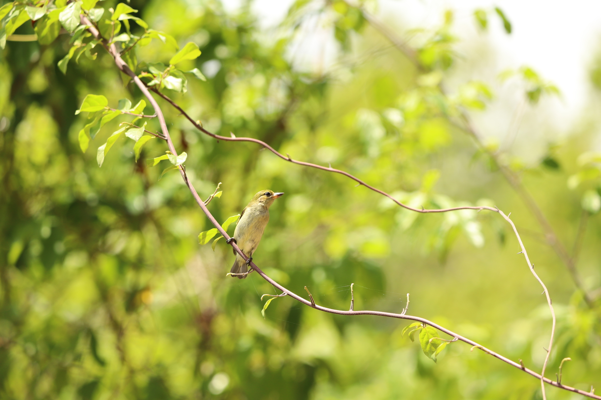 Green Tinkerbird (Pogoniulus simplex), photo 3