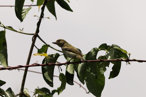 Green Tinkerbird (Pogoniulus simplex), photo 2