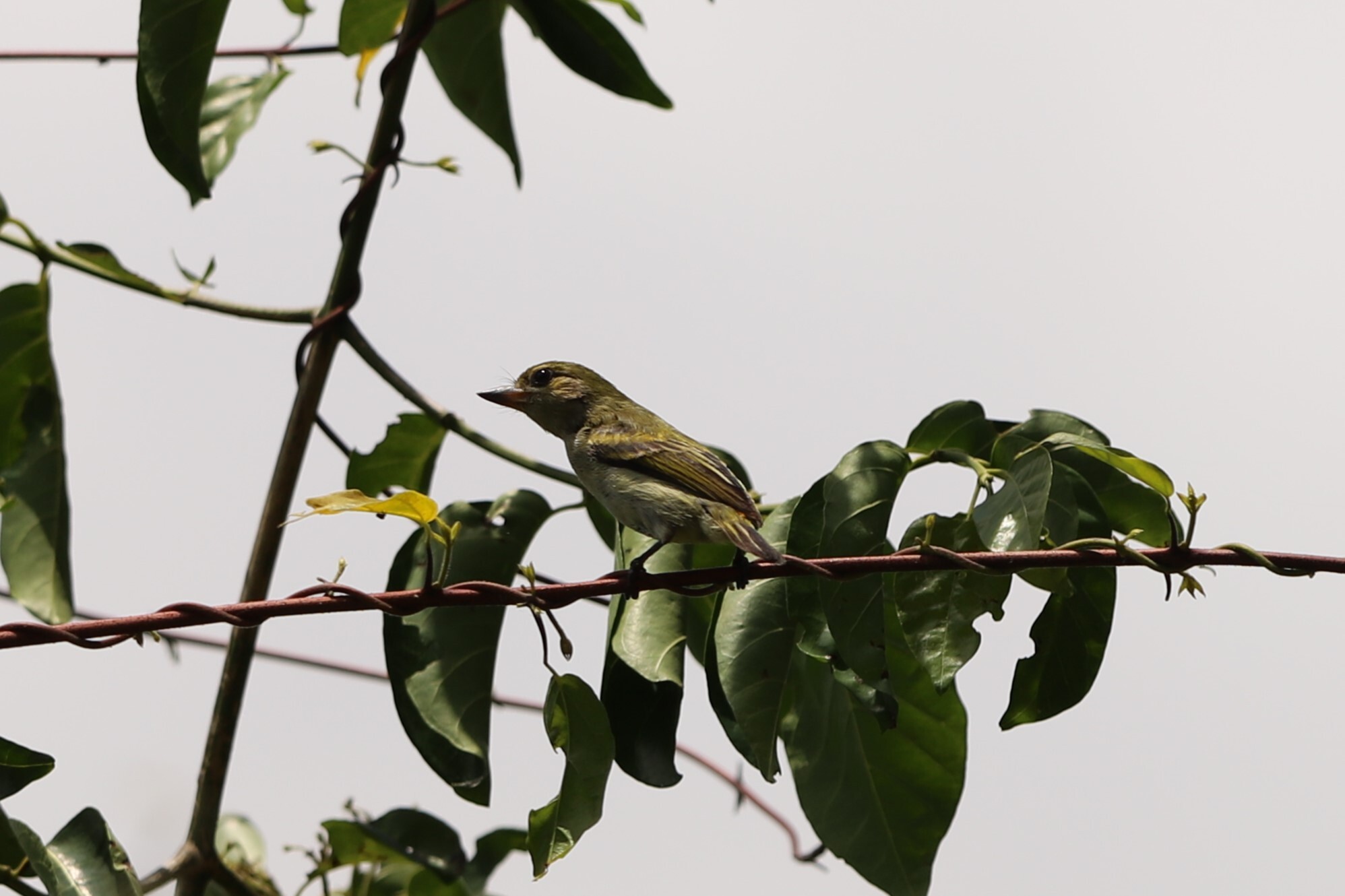 Green Tinkerbird (Pogoniulus simplex), photo 2