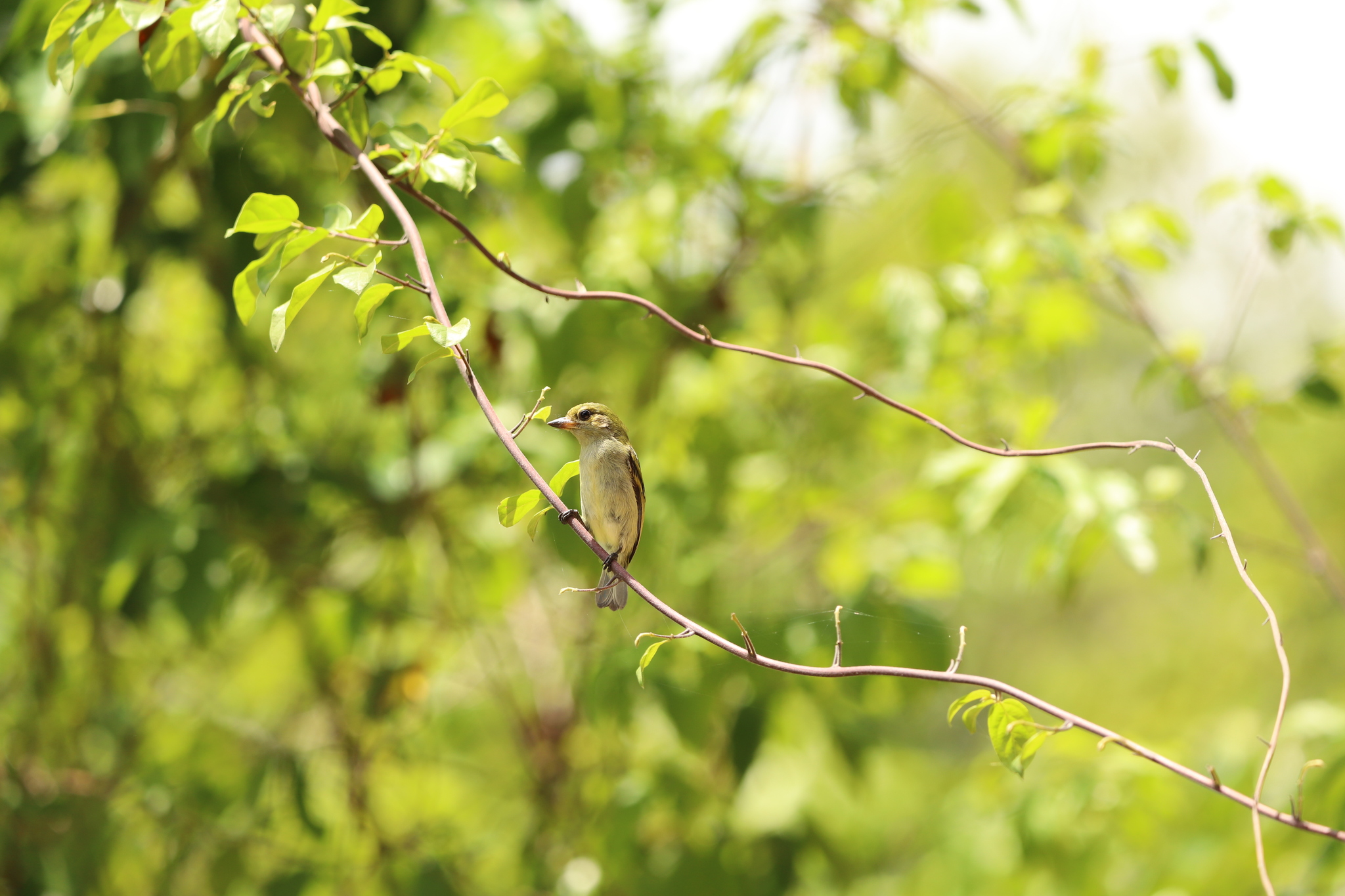 Green Tinkerbird (Pogoniulus simplex), photo 4