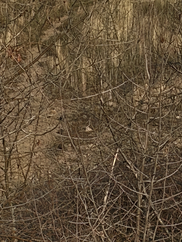 California Quail observed by miajaneradd