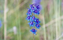 Delphinium middendorffii