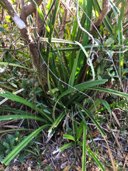 Pandanus austrosinensis, photograph (c) Luis Ángel Niño Barreat, some rights reserved (CC BY)