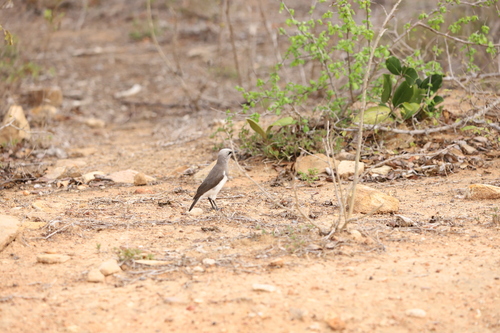 Fischer's Starling