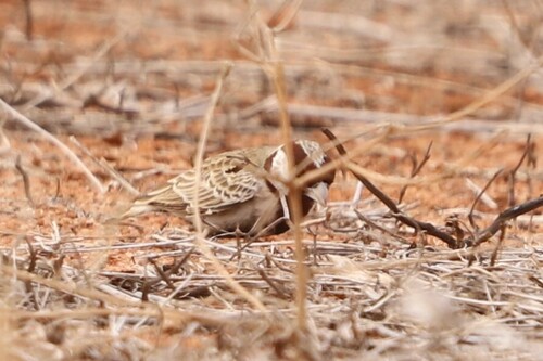 Chestnut-headed Sparrow-Lark (Eremopterix signatus), photo 3