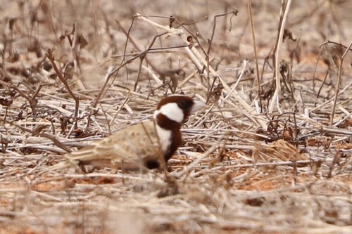 Chestnut-headed Sparrow-Lark (Eremopterix signatus), photo 6