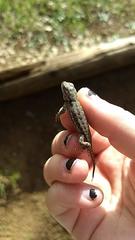 Sceloporus occidentalis