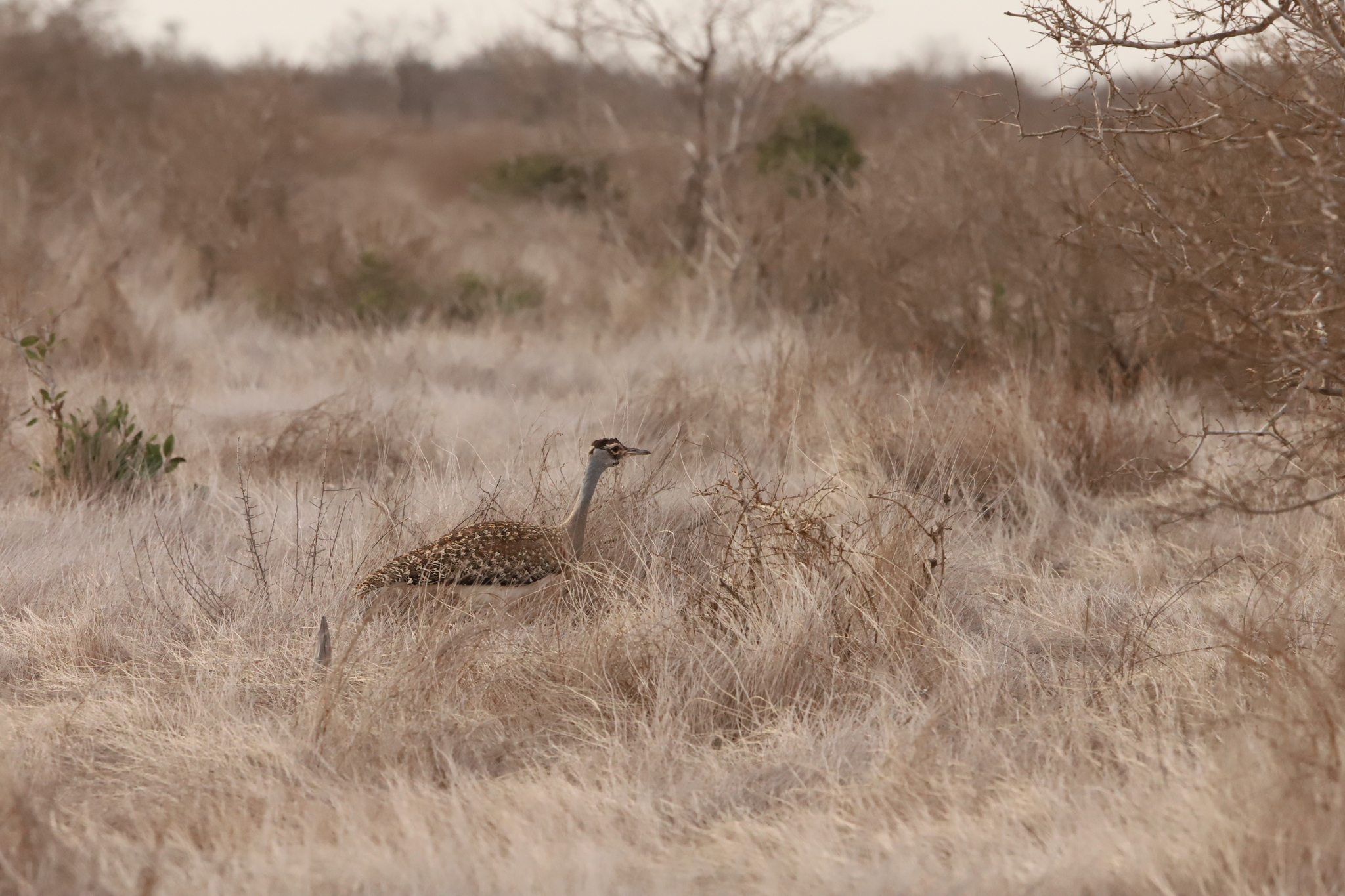 Heuglin's Bustard (Neotis heuglinii), photo 2