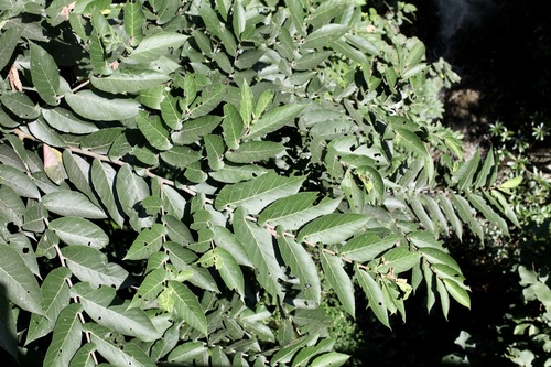 Ficus semicordata, photograph 6