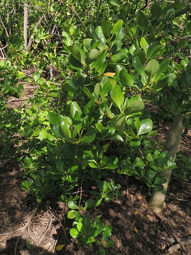 Scyphiphora hydrophylacea