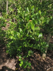 Scyphiphora hydrophylacea