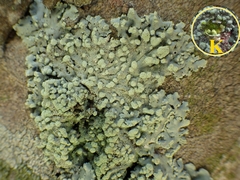 Physcia tribacioides