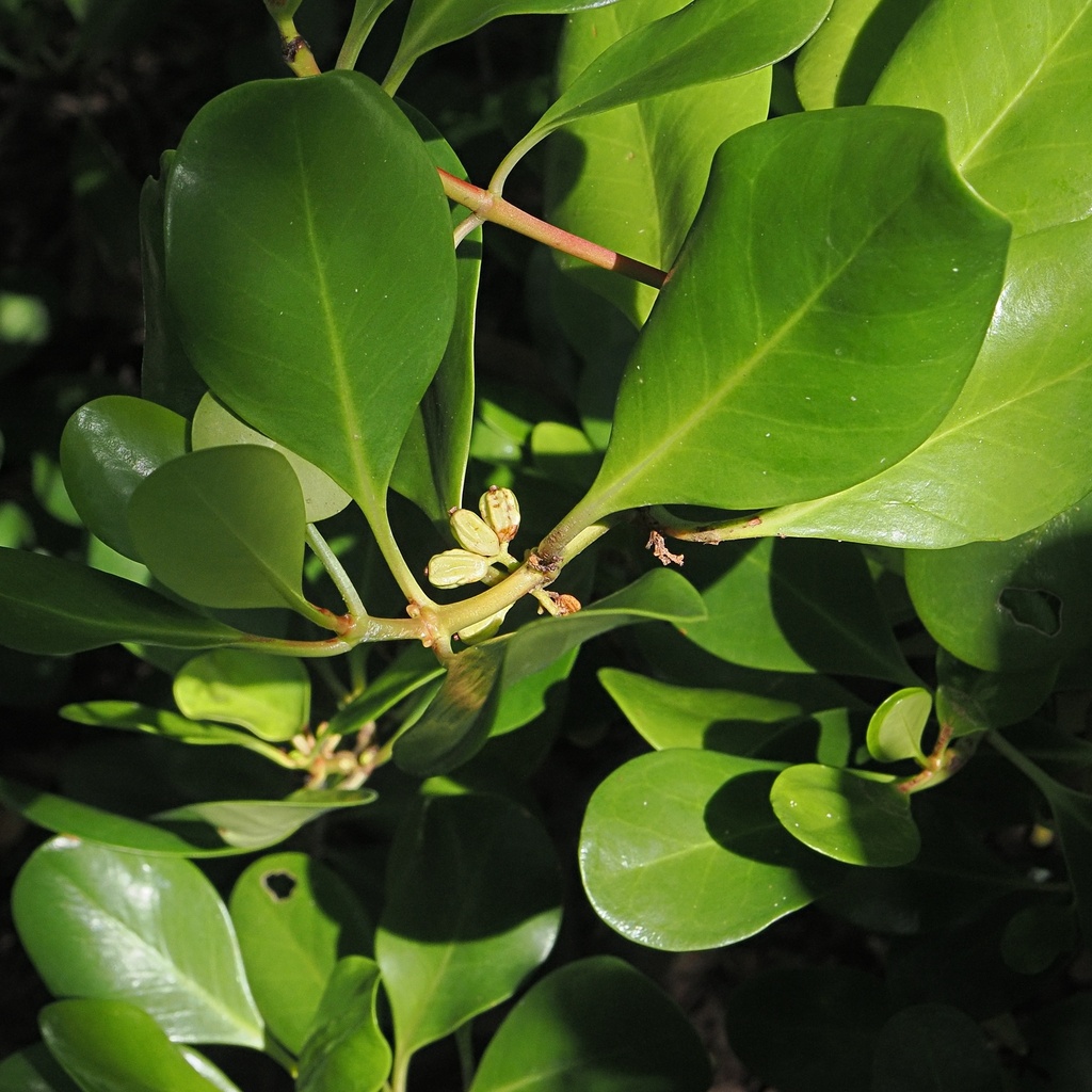 Scyphiphora hydrophylacea; photograph (c) Roland Muench, some rights reserved (CC BY)