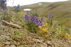 Delphinium middendorffii
