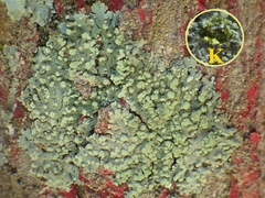 Physcia tribacioides