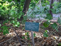Dombeya × cayeuxii
