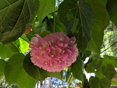 Dombeya × cayeuxii