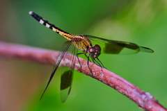 Erythrodiplax umbrata