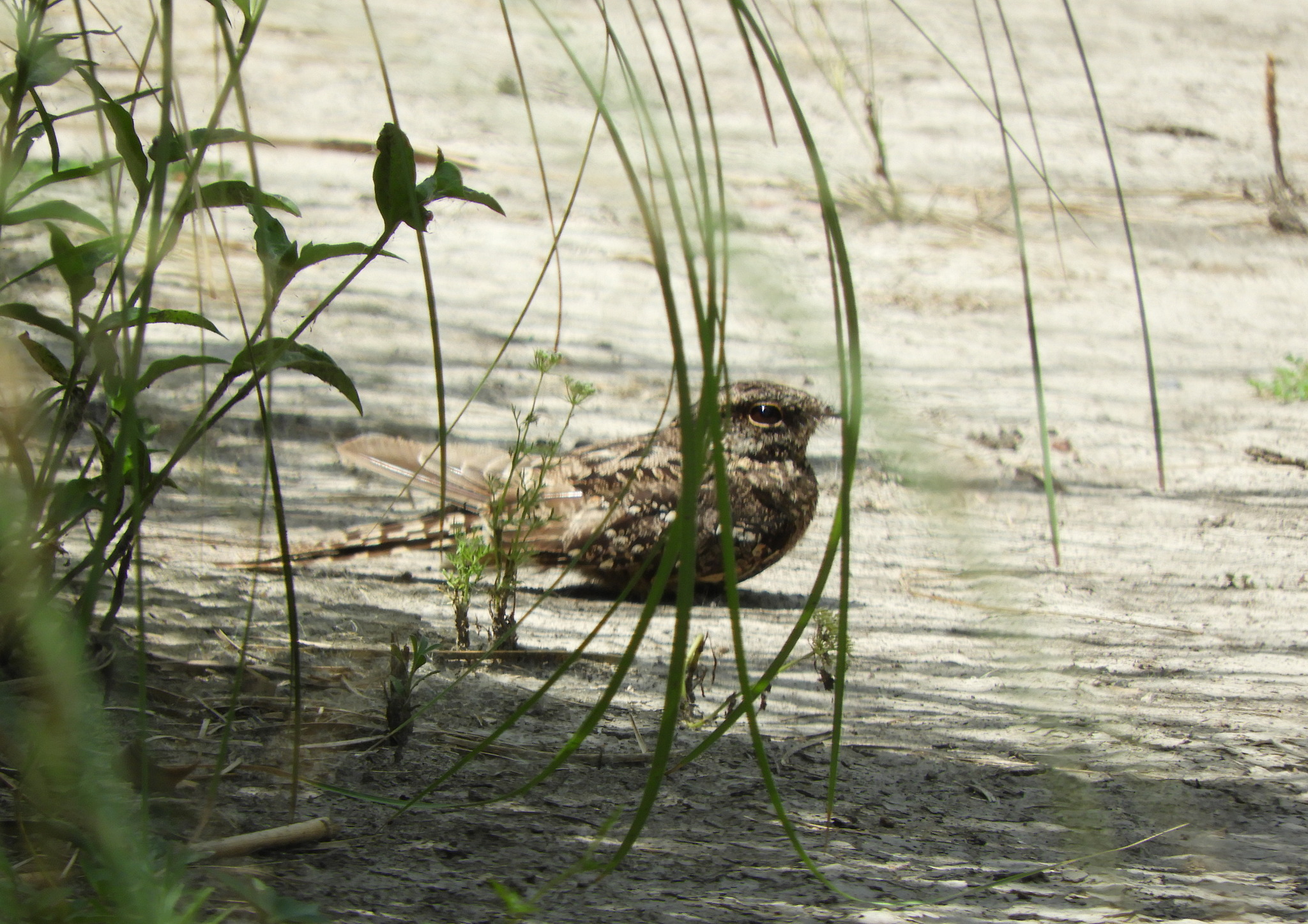 Scissor-tailed Nightjar (Hydropsalis torquata), photo 2
