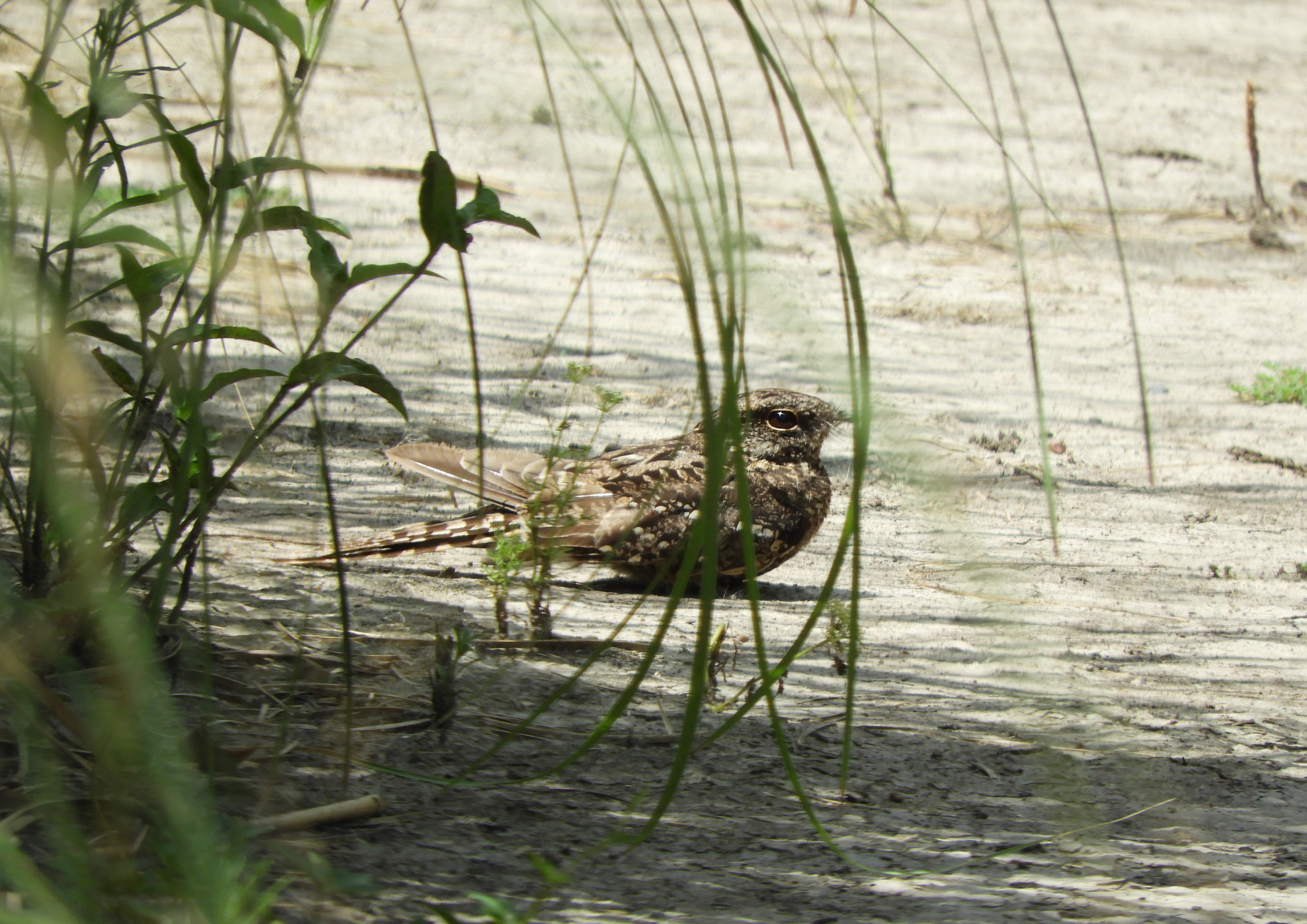 Scissor-tailed Nightjar (Hydropsalis torquata), photo 1