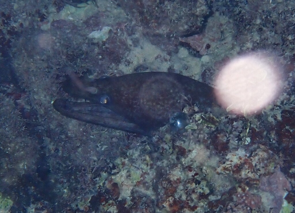 Mottled conger moray (Enchelycore nigricans) — Muraenidae