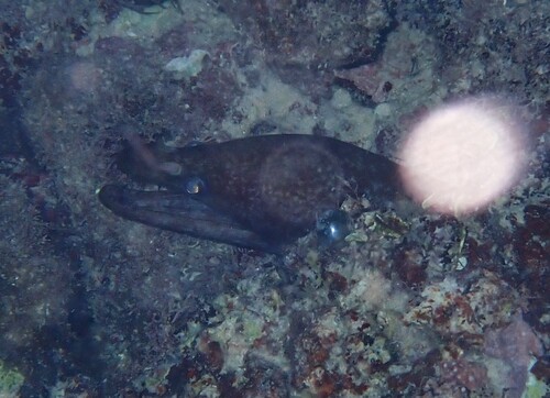 Mottled conger moray (Enchelycore nigricans) — Muraenidae