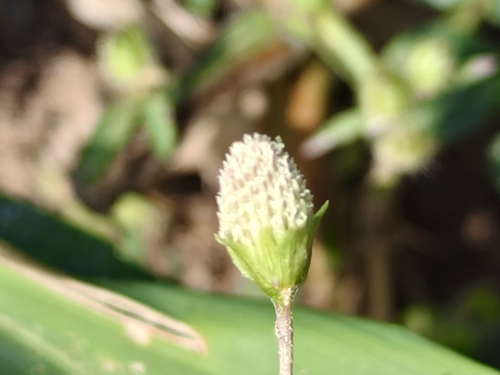 Acmella radicans (Acmella radicans)