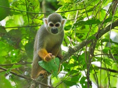 Saimiri sciureus