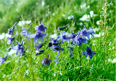 Delphinium middendorffii