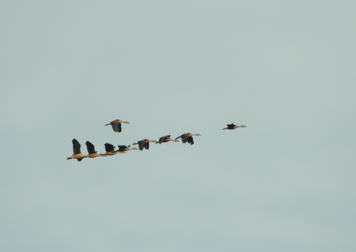 Fulvous Whistling Duck (Dendrocygna bicolor), photo 4