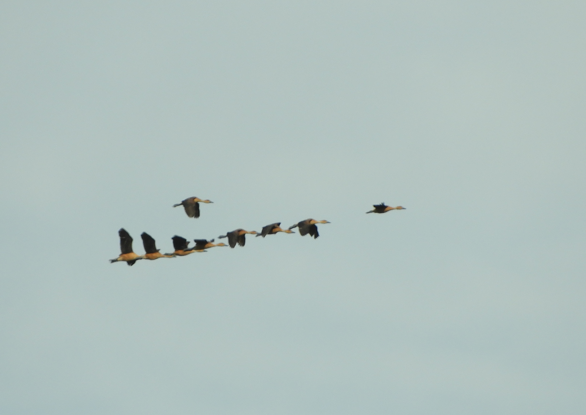 Fulvous Whistling Duck (Dendrocygna bicolor), photo 4