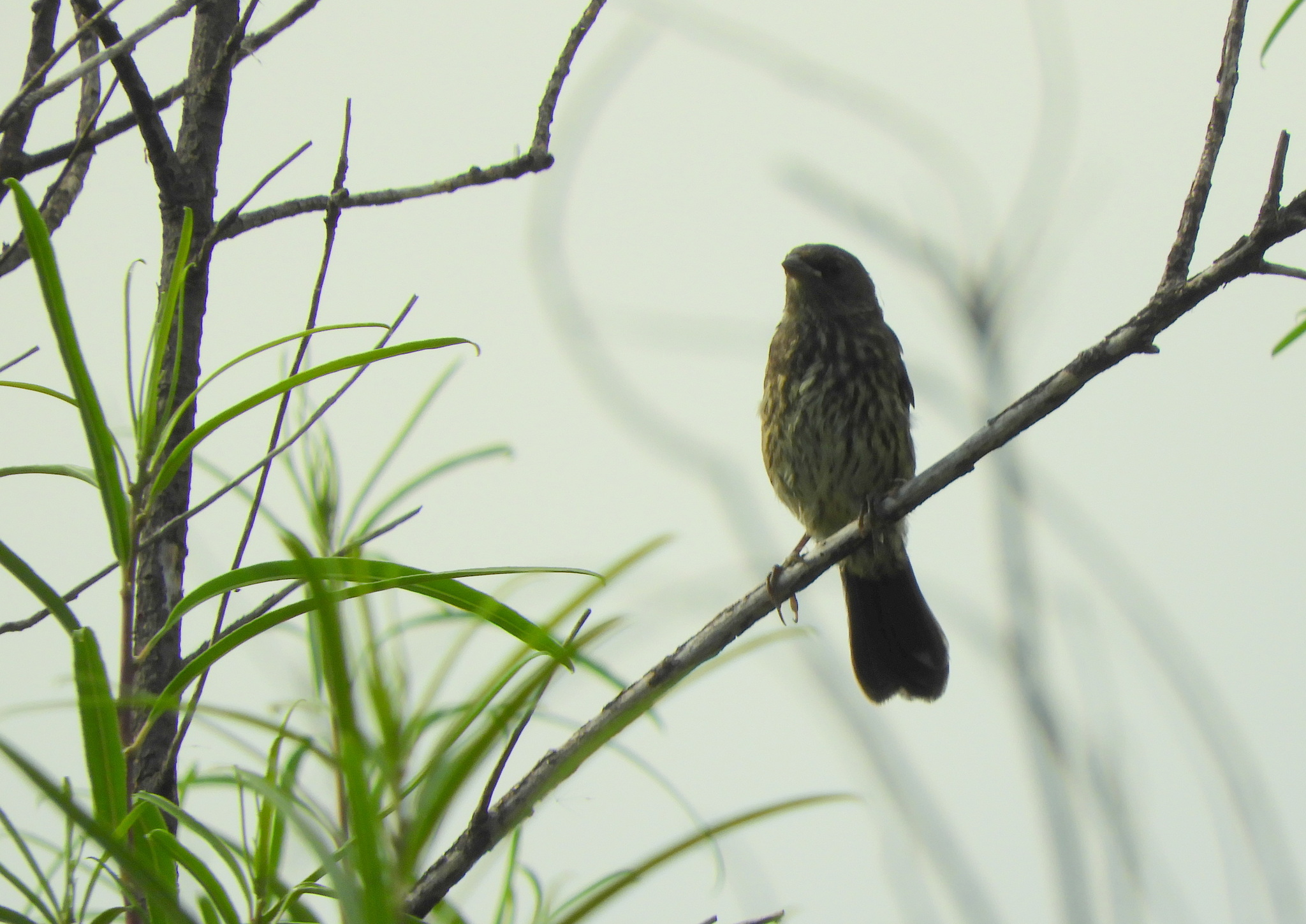 Black-and-rufous Warbling Finch (Poospiza nigrorufa), photo 1