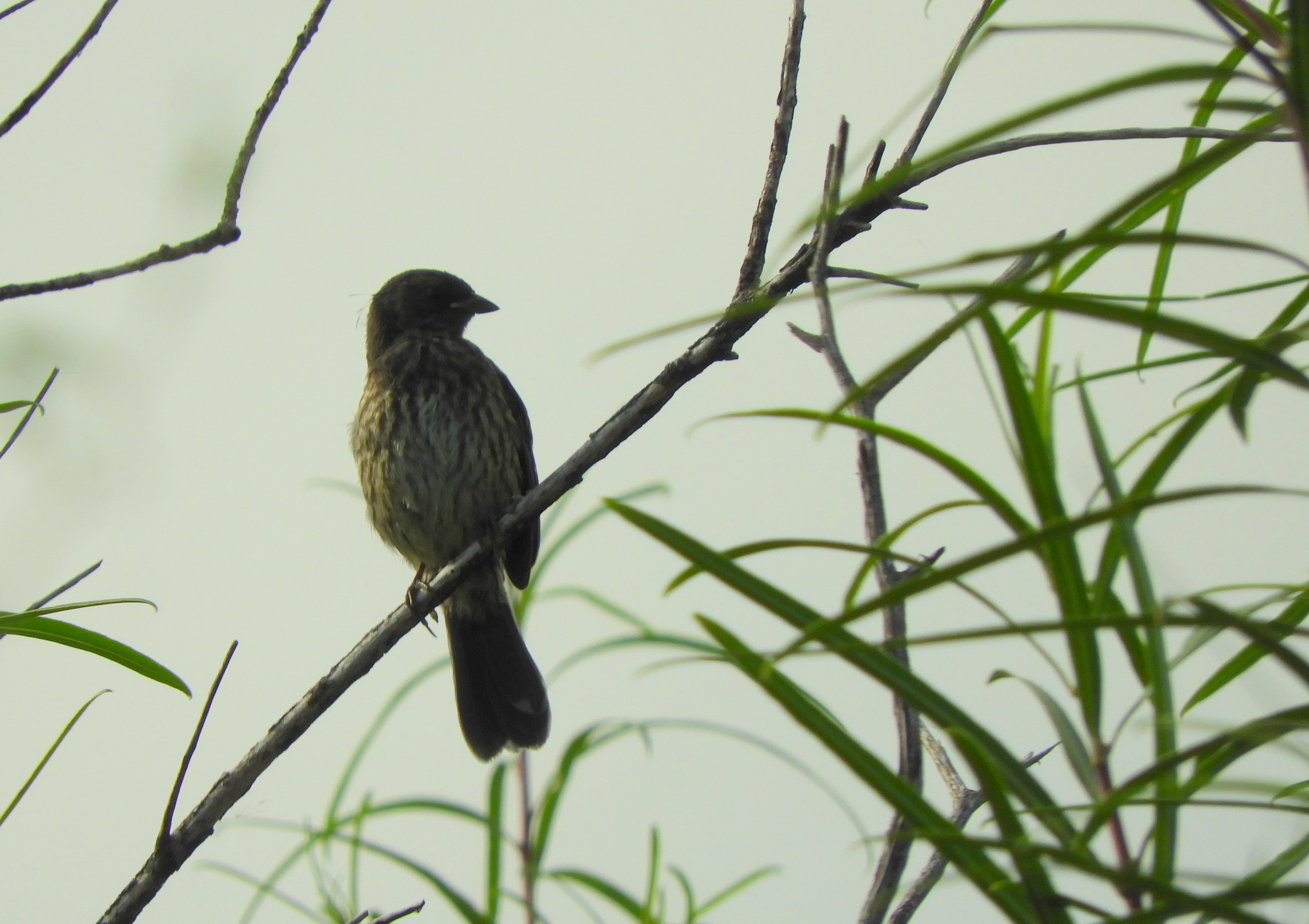 Black-and-rufous Warbling Finch (Poospiza nigrorufa), photo 2