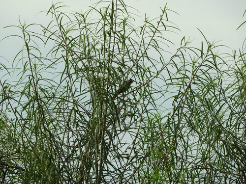 Large Elaenia (Elaenia spectabilis), photo 3