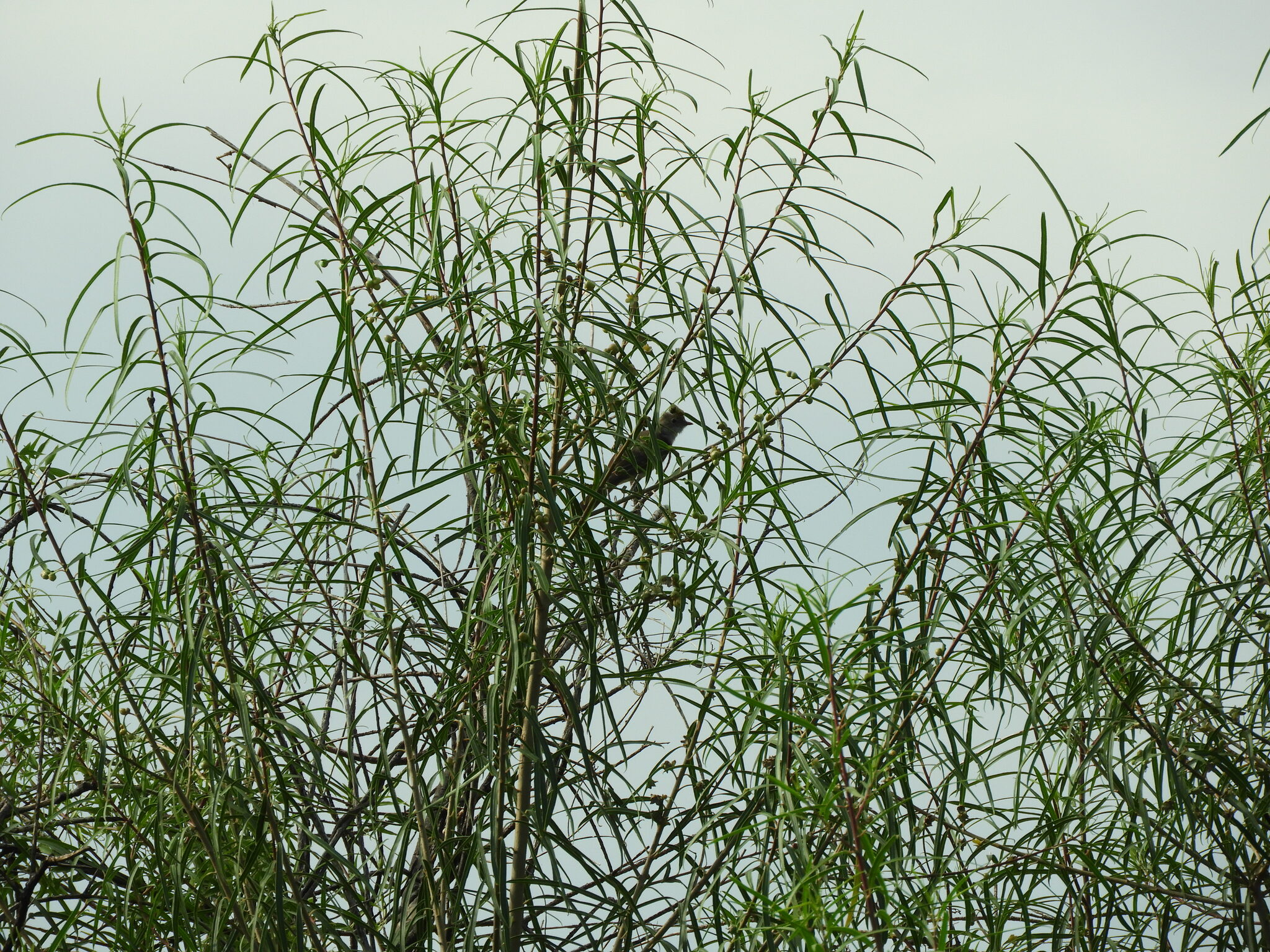 Large Elaenia (Elaenia spectabilis), photo 6