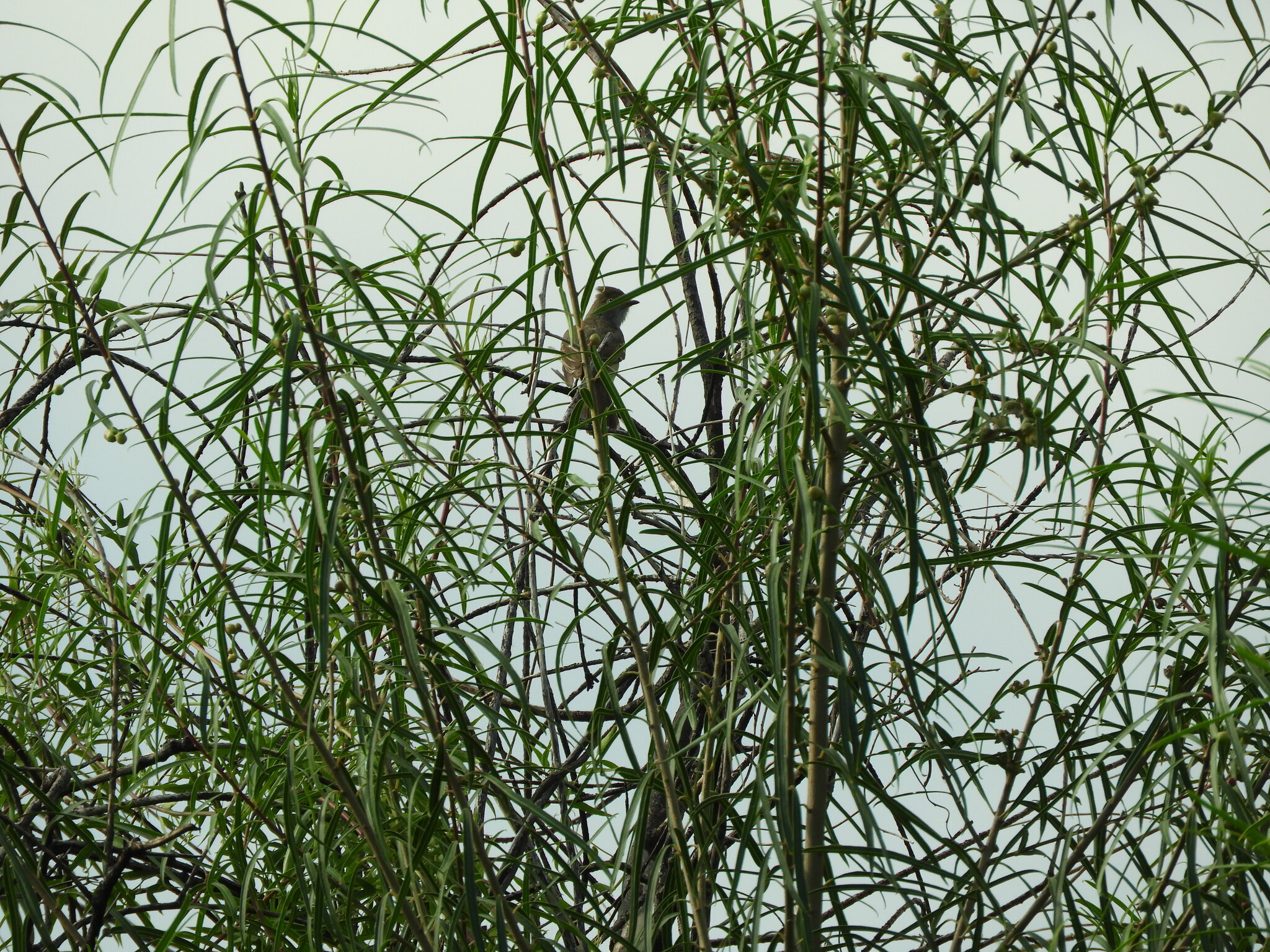 Large Elaenia (Elaenia spectabilis), photo 7