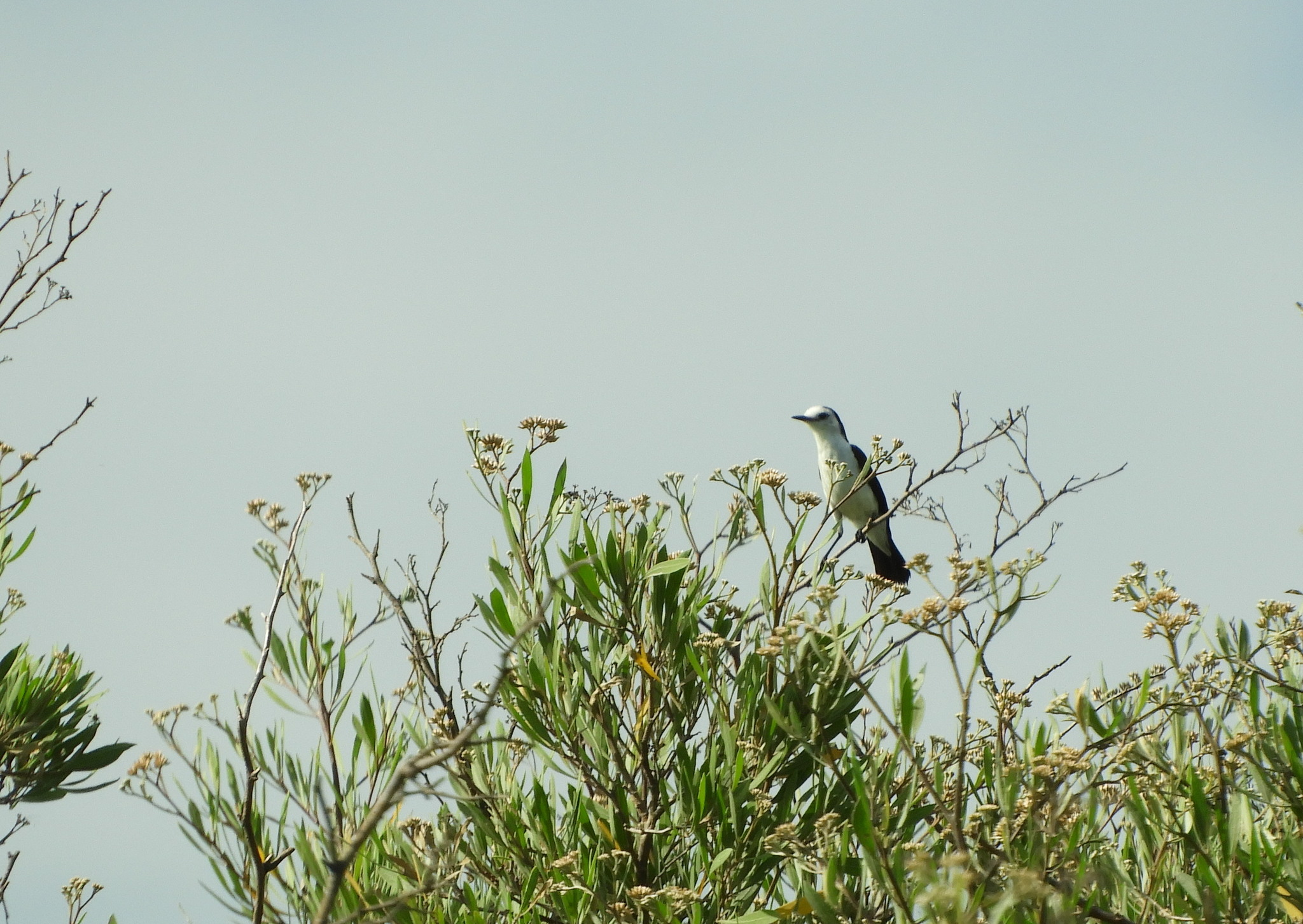Pied Water Tyrant (Fluvicola pica), photo 3
