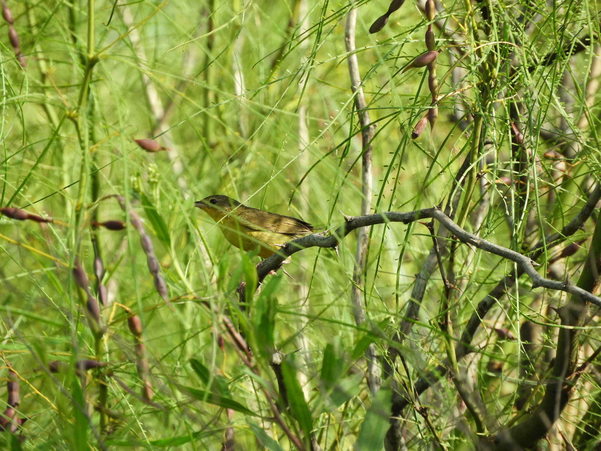 Southern Yellowthroat (Geothlypis velata), photo 3