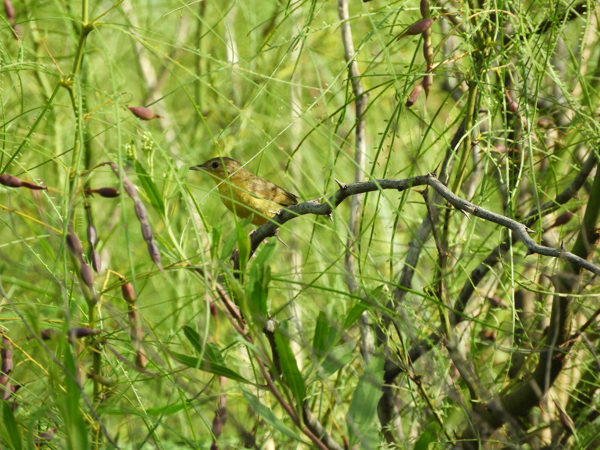Southern Yellowthroat (Geothlypis velata), photo 2