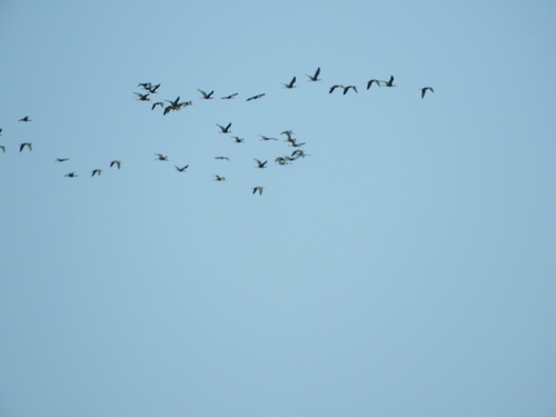 White-faced Ibis (Plegadis chihi), photo 5