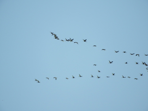 White-faced Ibis (Plegadis chihi), photo 4