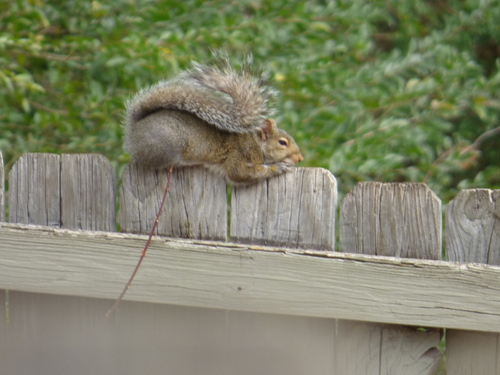 Eastern Gray Squirrel photographed in Arkansas