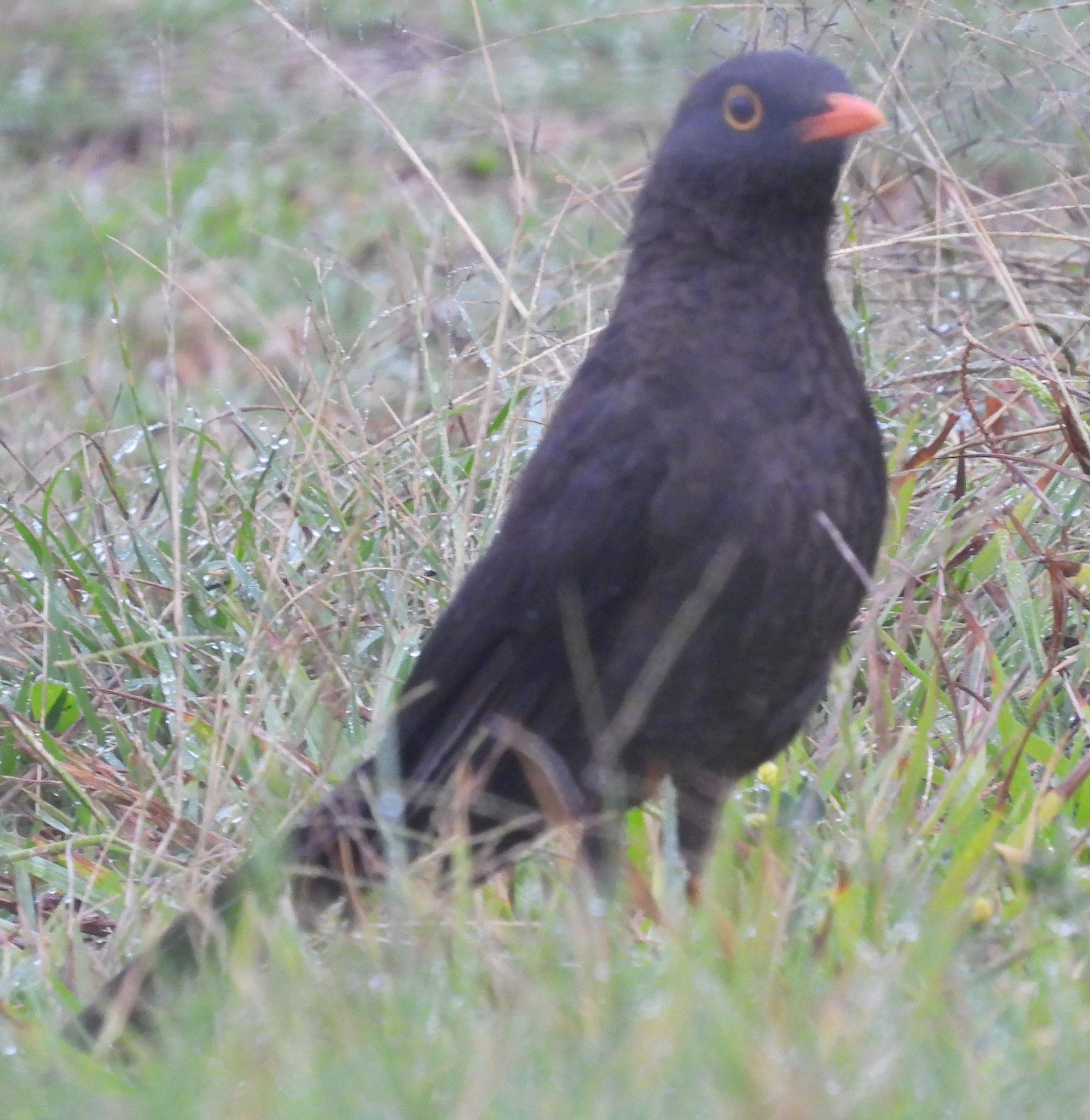 Great Thrush (Turdus fuscater), photo 1