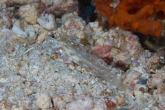 Fusigobius melacron