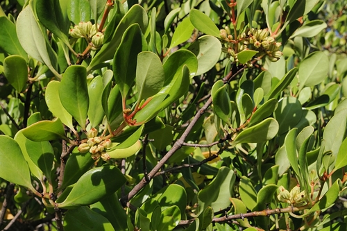 Yamstick Mangrove (Scyphiphora hydrophylacea)