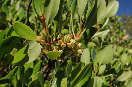 Scyphiphora hydrophylacea, photograph 4