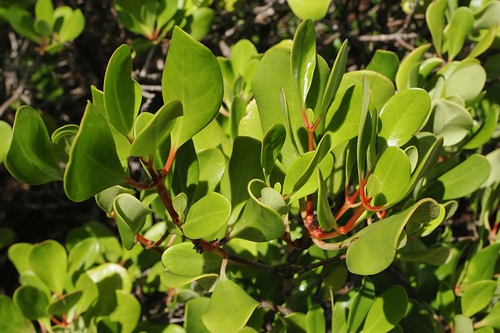 Scyphiphora hydrophylacea, photograph 5