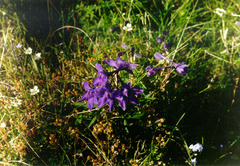 Delphinium middendorffii