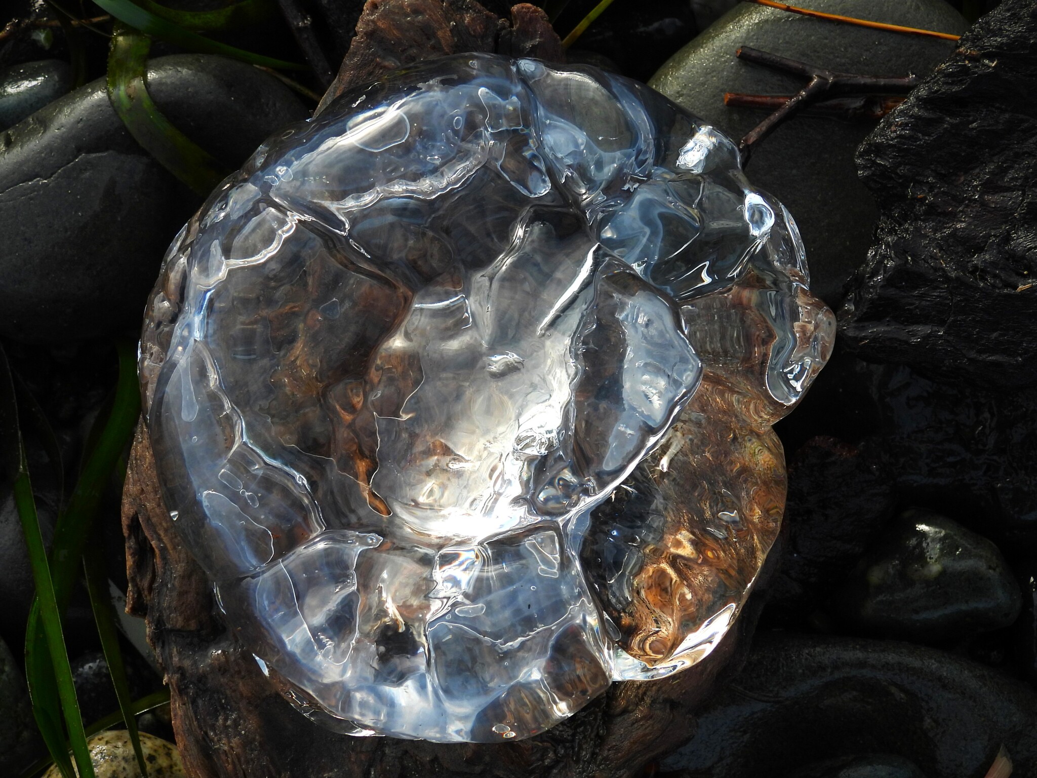 Aequorea victoria (Murbach & Shearer, 1902)