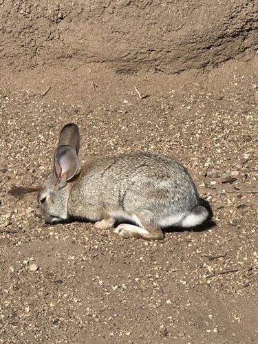 Desert Cottontail observed by jwaldbaum